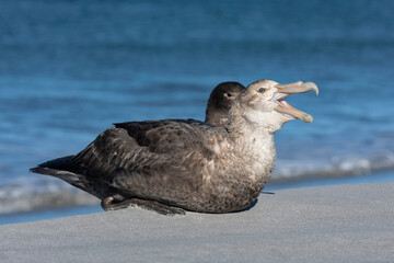 Southern Giant Petrel yawning