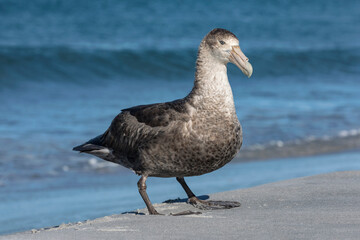 Southern Giant Petrel