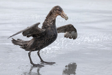 Southern Giant Petrel turning into wind