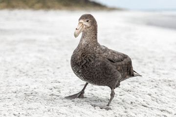Southern Giant Petrel