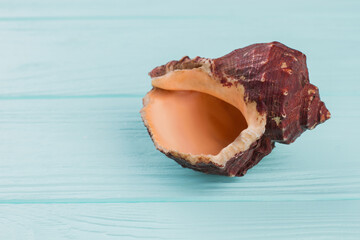 Close-up sea shell on a turquoise background. Small brown sea shell.