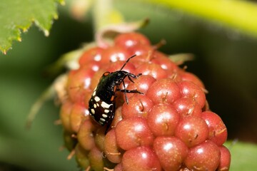 Nezara viridula (lat.) - a species of bugs of the Pentatomidae family. Larvae of the third age on blackberry berries close-up