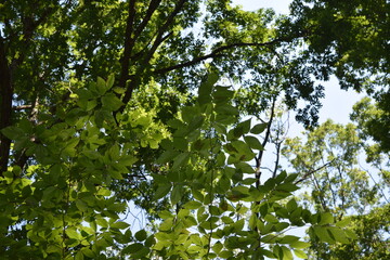 Sunlight peaking through the trees 