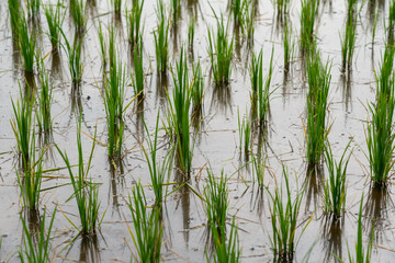 Obraz premium Rice fields