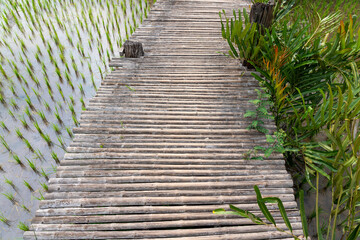Fototapeta na wymiar Bamboo Footpaths