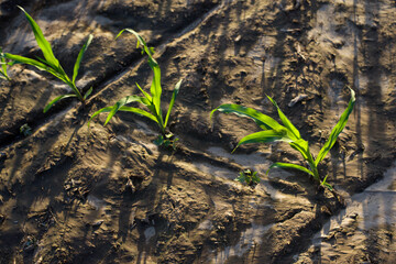 Three sprouts of corn grow on a dry field. Field at sunset