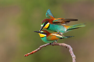 Two european bee-eaters, merops apiaster, copulating in breeding season with green blurred background. Male bird balancing on back of female with open wings and mating.
