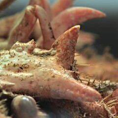 Crab © Micky