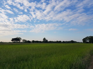 green field and blue sky