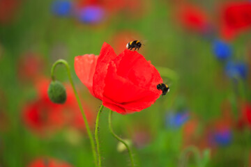 poppies and bees