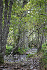 Fototapeta premium A view of the river Primout in the Cantabrian mountain range, province of León, northwest of Spain