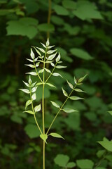 green leaves of a plant