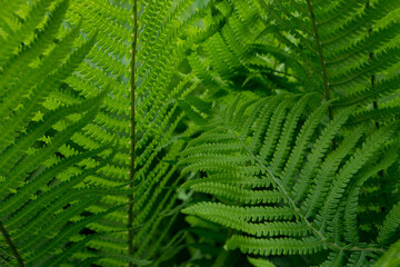 fern leaf background