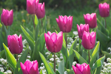 pink tulips spring flower garden