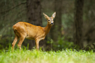 Naklejka na ściany i meble Young roe deer, capreolus capreolus, female standing in the summer forest. Interested mammal standing in green grass and observing in the nature from side.