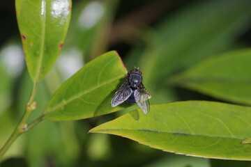 Closeup of fly on green leaf
