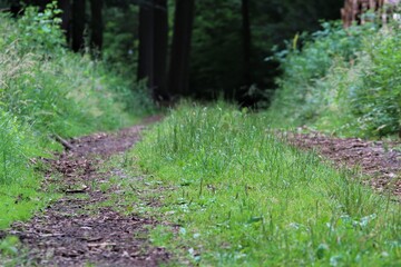 Natural path in the forest with grass on the median