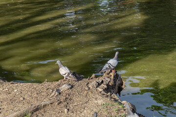 Two pigeons perched on a log in a garden by the canal