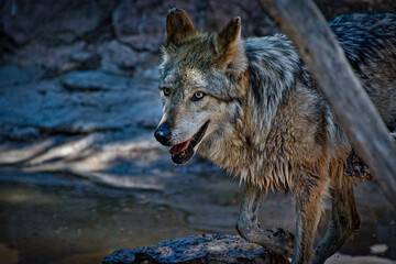 gray wolf canis lupus