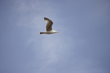 Seagull in the sky