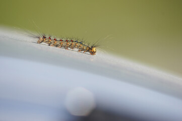 caterpillar on an inclined surface