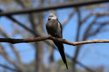 Grey parakeet asleep on a branch