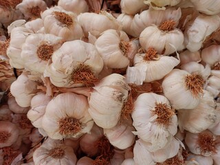 Fresh ripe tasty white garlic in bunches