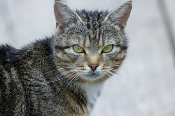 a leopard-colored cat looks at the camera with large beautiful green-yellow eyes. Concept of problems because of covid-19 Pets began to be thrown out on the street