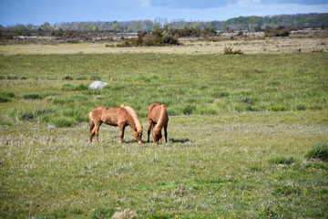 Grazing horses in a bright green grassland