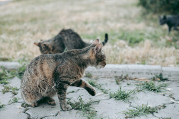 Homeless abandoned hungry and groomed cat