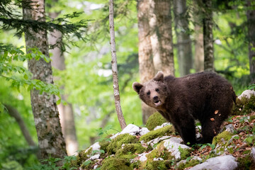 Oso pardo europeo. Ursus arctos arctos
