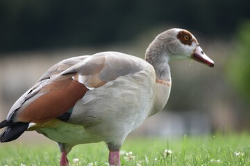 duck on the grass in the park