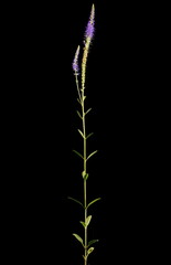 Spiked Speedwell (Veronica spicata). Habit