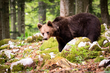 Obraz premium Oso pardo europeo. Ursus arctos arctos