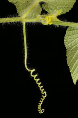 Manchu Tubergourd (Thladiantha dubia). Tendril Closeup