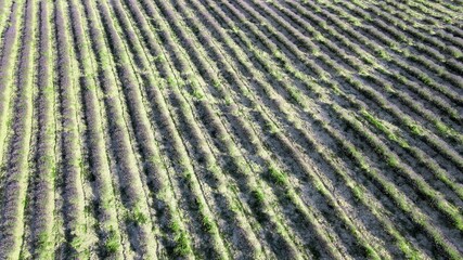 Lavender meadows in open countryside. Amazing aerial view in summer season