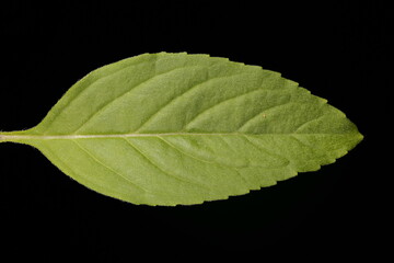Corn Mint (Mentha arvensis). Leaf Closeup