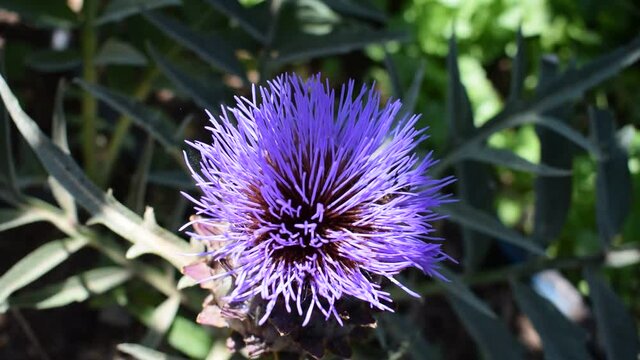 purple head flower of cardoon moving by the wind 