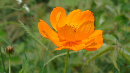 yellow flower in the garden