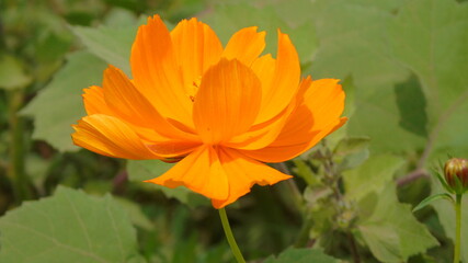 orange flower on green background