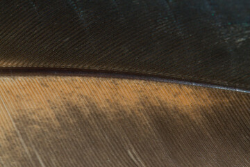 Obraz premium Beautiful Bright White and Brown Feather Close up Detail Texture. Abstract Pattern Background