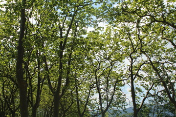 Arboles en Banyoles / Trees in Banyoles 