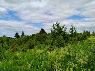 green grass and trees against the blue sky with clouds in a beautiful sunny landscape