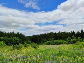 beautiful landscape in the field with green grass and purple flowers near the forest on a background of blue sky with clouds
