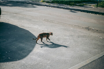 Homeless abandoned hungry and groomed cat