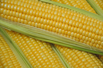 Corn background. Fresh organic farm market product. Sweetcorn cobs. Healthy food. Summer harvest.