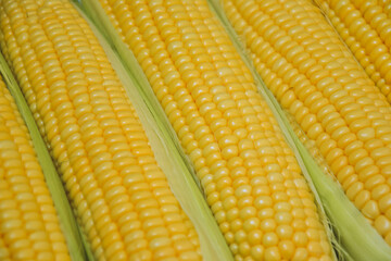 Corn background. Fresh organic farm market product. Sweetcorn cobs. Healthy food. Summer harvest.