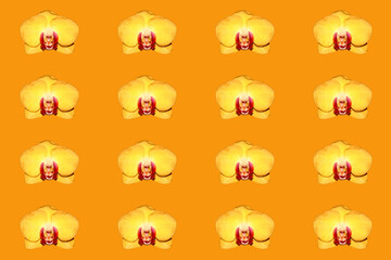 Yellow Orchid flower buds. Many colors for the background. Flowers on an orange background.