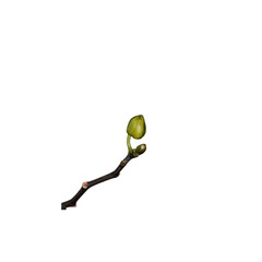 An isolated Bud of an unopened Orchid.