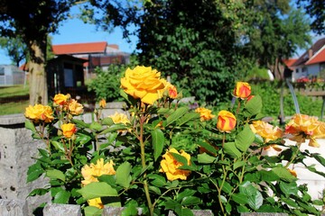 Fototapeta na wymiar Gelbe Rosen in einem Bauerngarten, Allgäu, Bayern